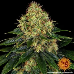 Konopná semínka Auto Skywalker OG