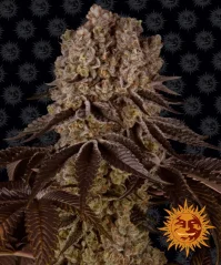 Konopná semínka Purple Punch feminizovaná