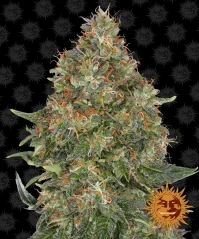 Konopná semínka Auto Pineapple Express