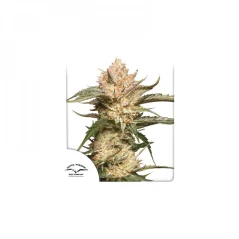 Konopná semínka Auto Trichome & Cream  feminizovaná