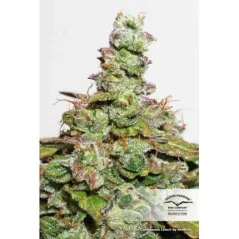 Konopná semínka CBD Auto Compassion Lime feminizovaná