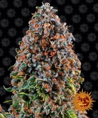 Konopná semínka Critical Kush feminizovaná
