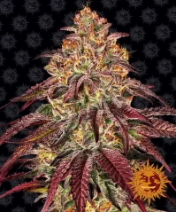 Konopná semínka Auto Mimosa x Orange Punch