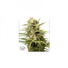 Konopná semínka Auto White Widow feminizovaná