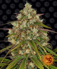 Konopná semínka Liberty Haze, feminizovaná