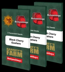 Konopná semínka Black Cherry Gushers feminizovaná