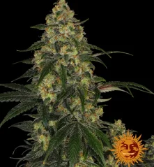 Konopná semínka Blue Gelato 41 feminizovaná