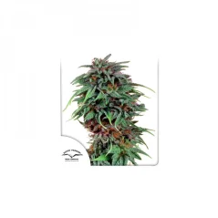 Konopná semínka Durban Poison feminizovaná