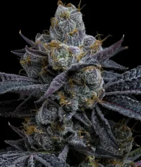Konopná semínka Black Cherry Gushers feminizovaná