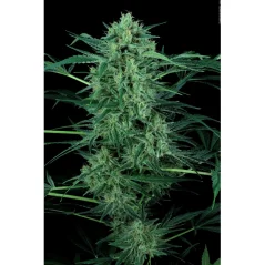 Konopná semínka CBD Nebula II