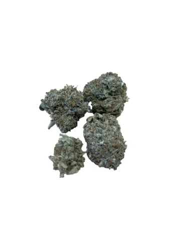 Critical Haze