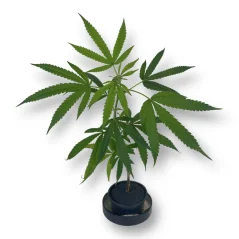Sazenice CANNALAND no.1 CBD