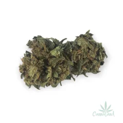 CBD Sugar Queen