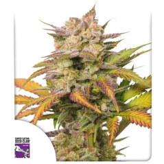 Konopná semínka Auto Sweet Bourbon Kush feminizovaná