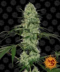 Konopná semínka Auto Tangerine Dream