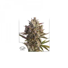 Konopná semínka Auto Blueberry feminizovaná