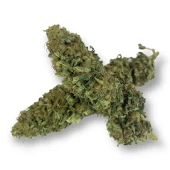 CBD Orange Gelato