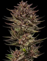 Konopná semínka Frosted Zinn x Cookie Dog Auto feminizovaná
