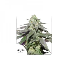 Konopná semínka Auto Skywalker Haze feminizovaná