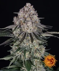 Konopná semínka Auto Sour Diesel feminizovaná