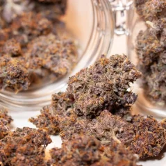 Konopná semínka Auto Blackberry Kush feminizovaná