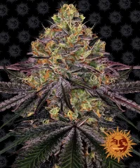 Konopná semínka Watermelon Zkittlez feminizovaná