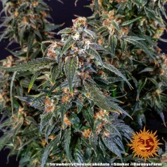 Konopná semínka Auto Strawberry Cheesecake