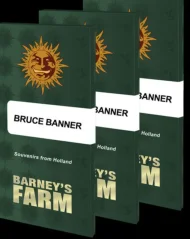 Konopná semínka Bruce Banner feminizovaná