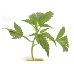 Sazenice Sour Suver Haze 16% CBD 1ks
