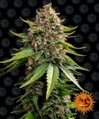 Konopná semínka Auto White Widow XXL