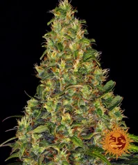 Konopná semínka Auto Amnesia Haze
