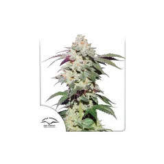 Konopná semínka Skywalker Haze feminizovaná
