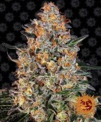 Konopná semínka Bubba Kush feminizovaná