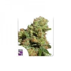 Konopná semínka Auto Bruce Lemon Diesel feminizovaná