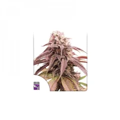 Konopná semínka Strawberry Cookies feminizovaná